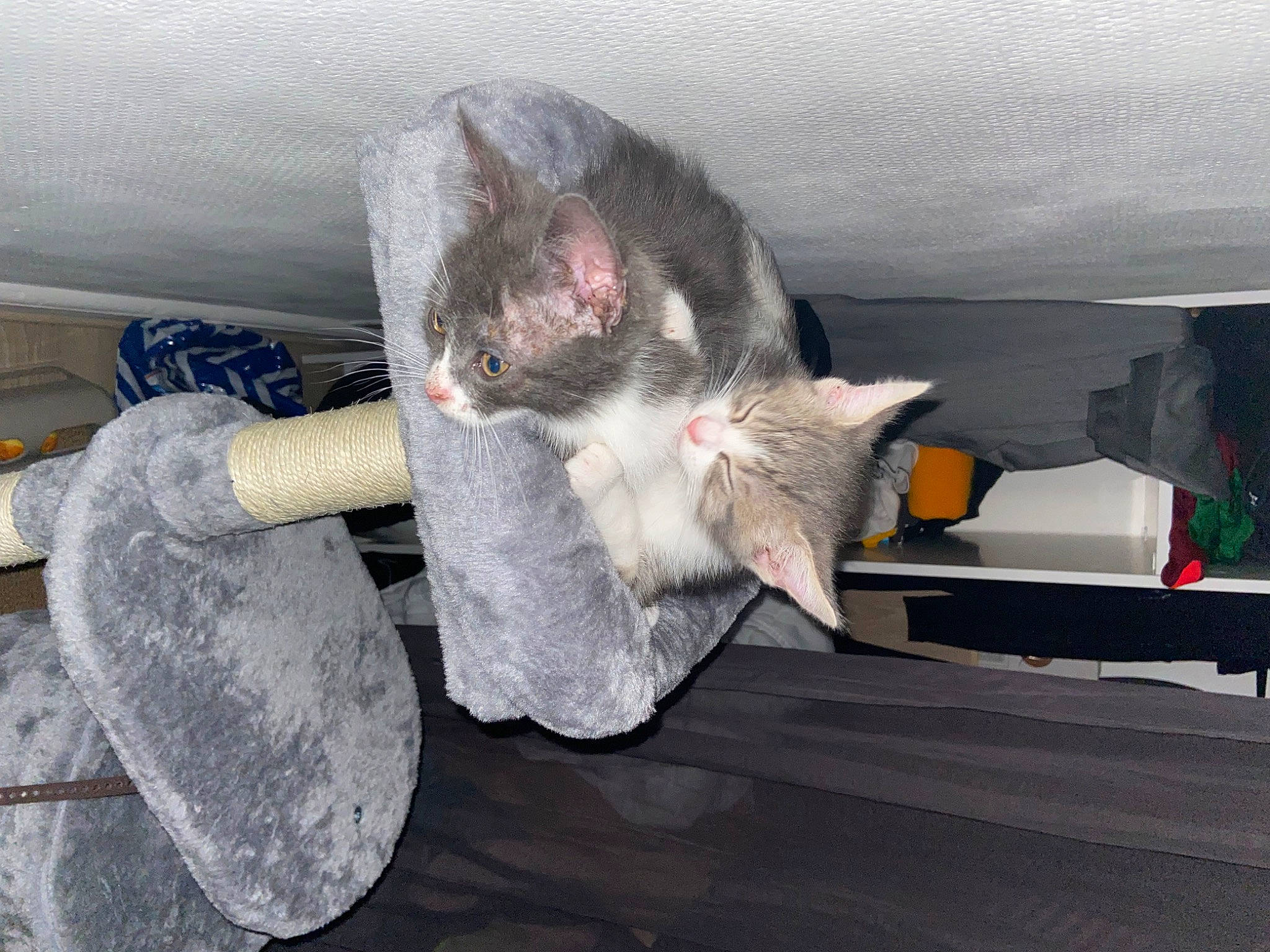 Billibop Spooky a rejoint le concours — aidez-le/la à gagner de superbes lots ! auto_part, carnivore, cat, cat_supply, comfort, domestic_short_haired_cat, felidae, fur, grey, nap, paw, russian_blue, small_to_medium_sized_cats, snout, tail, whiskers, windshield