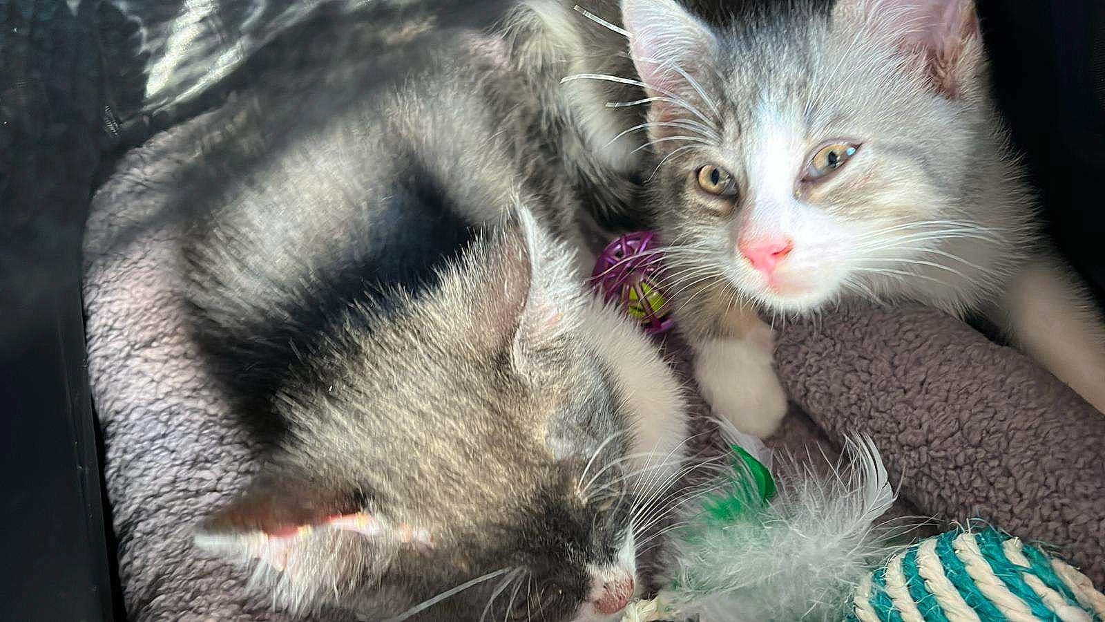 Billibop Spooky a rejoint le concours — aidez-le/la à gagner de superbes lots ! carnivore, cat, claw, close_up, domestic_short_haired_cat, fawn, felidae, foot, fur, gesture, grass, paw, photo_caption, small_to_medium_sized_cats, snout, tail, whiskers