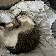 Spooky participe au concours pour gagner de l'argent avec cette photo : cat, sleeping, white_comforter, bed, indoor, feline, relaxed, pink_nose, fur, cozy, resting, paw, cute, domestic_cat, striped, whiskers, soft, animal, pet, blanket