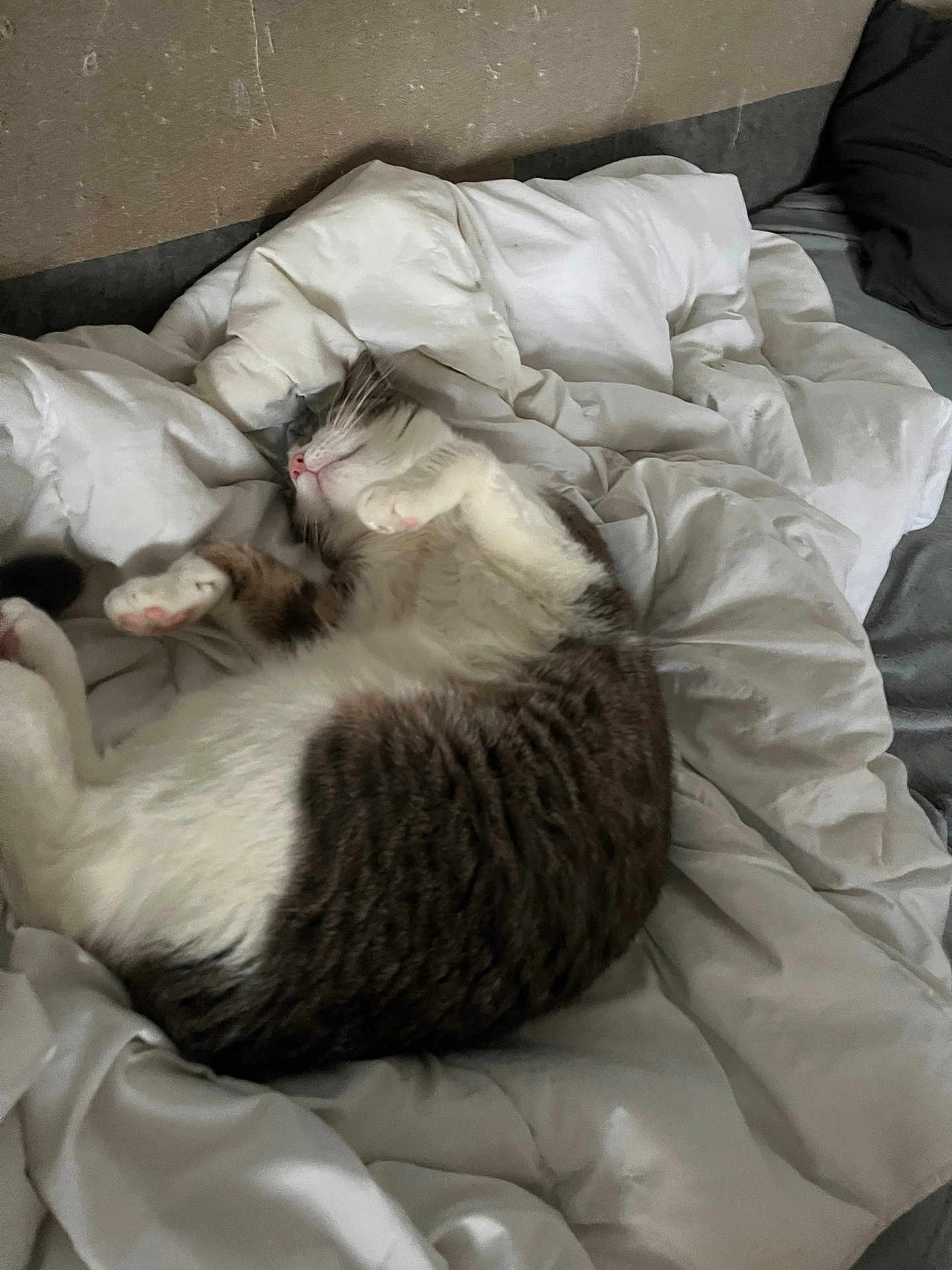 Spooky participe au concours pour gagner de l'argent avec cette photo : cat, sleeping, white_comforter, bed, indoor, feline, relaxed, pink_nose, fur, cozy, resting, paw, cute, domestic_cat, striped, whiskers, soft, animal, pet, blanket