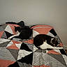 Spooky a rejoint le concours — aidez-le/la à gagner de superbes lots ! animal, bed, black_and_white, blanket, cat, comfort, cozy, cute, domestic, feline, fur, geometric, home, indoor, pattern, pets, quiet, resting, sleeping, two_cats