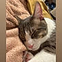 cat, sleeping, close_up, pink_nose, paws, fluffy_blanket, cozy, indoor, relaxation, fur, whiskers, pet, cute, domestic_animal, animal, resting, soft_texture, peaceful, mammal, companion