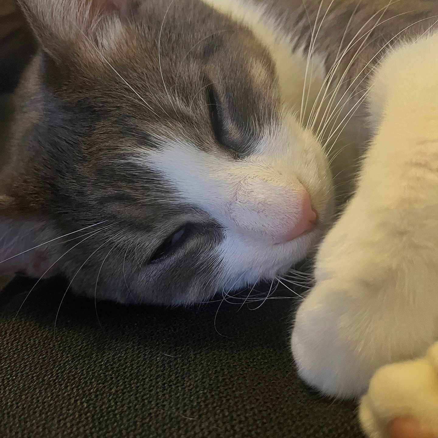 Spooky participe au concours pour gagner de l'argent avec cette photo : animal, cat, close_up, cozy, cute, domestic_animal, feline, fur, indoor, mammal, paw, peaceful, pet, pink_nose, portrait, relaxing, rest, sleeping, soft_texture, whiskers