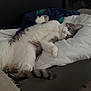 Spooky a rejoint le concours — aidez-le/la à gagner de superbes lots ! cat, sleeping, bed, furry, relaxed, indoor, pet, cozy, white, gray, paw, tail, fur, resting, domestic_animal, comfort, blanket, feline, cute, animal