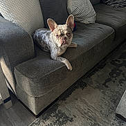 Harley joined the competition — help win amazing prizes! animal, canine, carpet, couch, cozy, cute, dog, domestic_animal, floor, french_bulldog, furniture, gray, home, indoor, living_room, pet, pillows, relaxed, resting, sofa