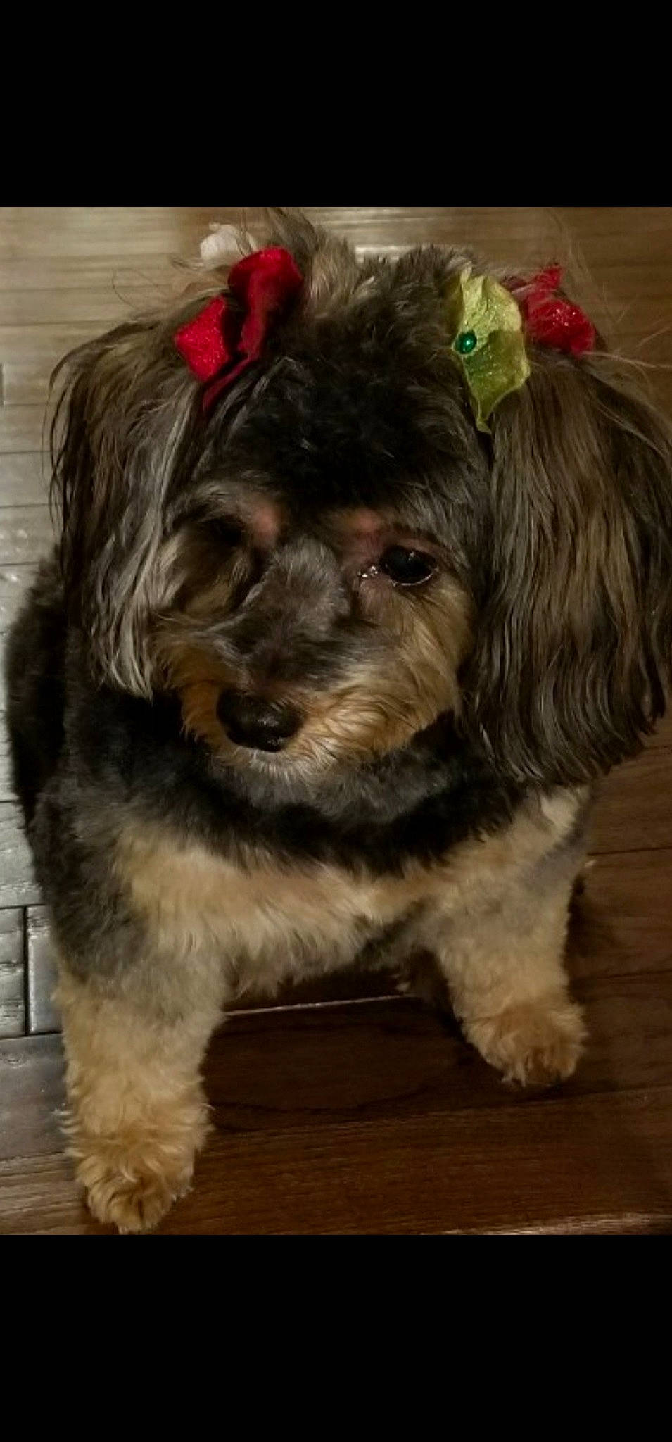 Mimi joined the competition — help win amazing prizes! biewer_terrier, canidae, carnivore, companion_dog, dog, dog_breed, dog_supply, fawn, fur, liver, maltepoo, non_sporting_group, small_terrier, snout, sporting_group, terrier, toy_dog, whiskers, working_animal, yorkipoo