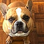 animal, brown, canine, companion, cute, dog, domestic, ears, floor, french_bulldog, indoor, looking_up, mammal, parquet, pet, portrait, sitting, white_markings, wooden_floor, wrinkled_face