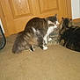 cat, indoor, carpet, door, feline, pet, animal, brown, white, tabby, fur, household, two_cats, floor, domestic, cute, mammal, resting, standing, interaction