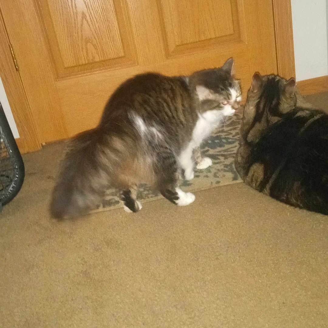 Baymamma is registered to the contest to win money with this photo: animal, brown, carpet, cat, cute, domestic, door, feline, floor, fur, household, indoor, interaction, mammal, pet, resting, standing, tabby, two_cats, white