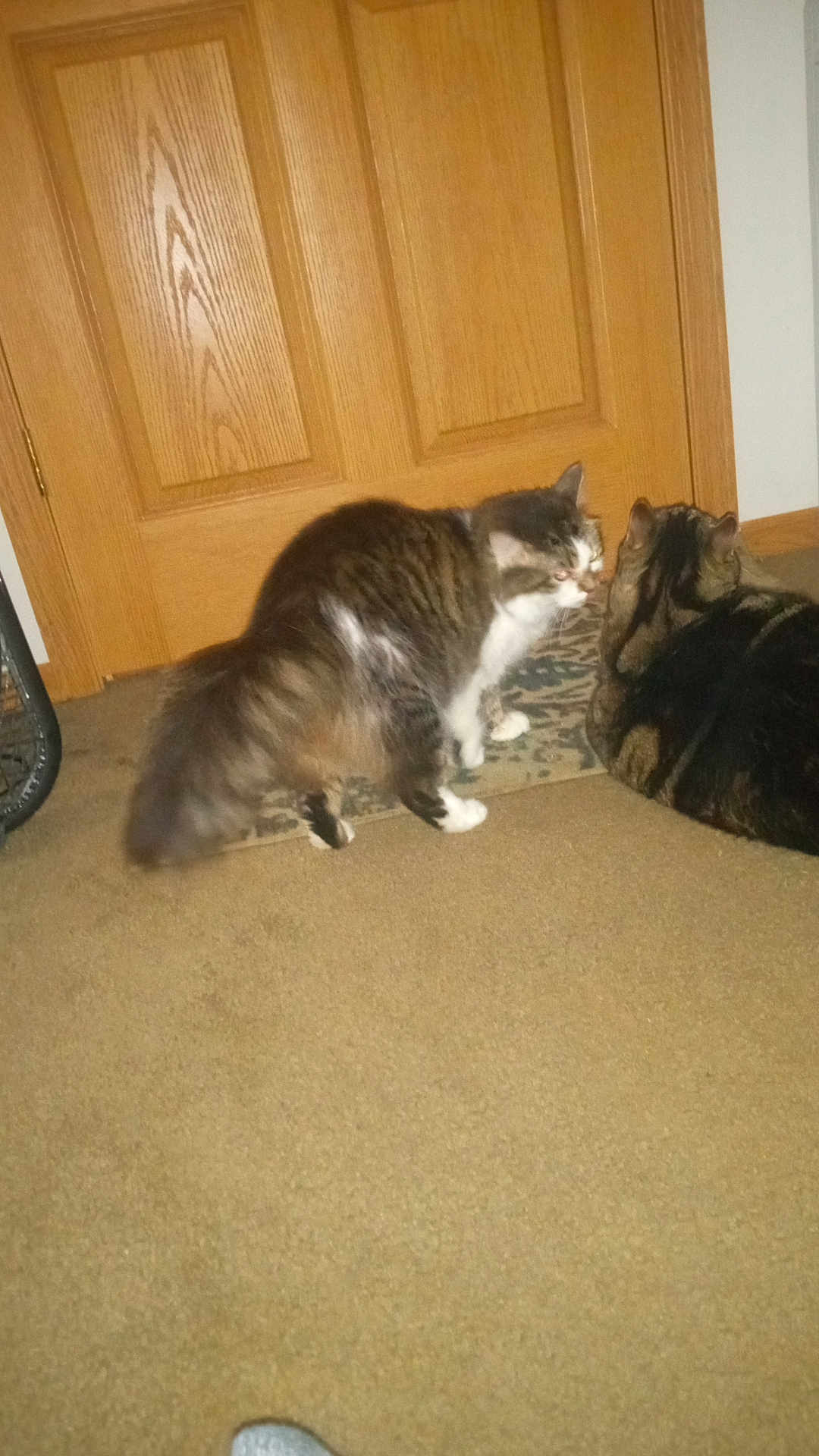 Baymamma is registered to the contest to win money with this photo: cat, indoor, carpet, door, feline, pet, animal, brown, white, tabby, fur, household, two_cats, floor, domestic, cute, mammal, resting, standing, interaction