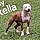 Stella
