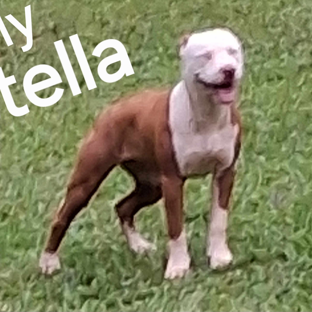 Stella