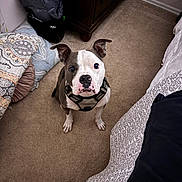 Sampson joined the competition — help win amazing prizes! animal, bedding, bedroom, brown, canine, carpet, curious, cute, dog, ears_up, floor, furniture, harness, indoor, looking_up, pet, pillow, room, sitting, white