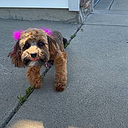 Mocha is registered to the contest to win money with this photo: dog, pet, outdoor, sidewalk, concrete, house, wall, stone, sunlight, shadow, pink_feathers, cute, tongue_out, walking, small_dog, fur, ears, playful, collar, daytime