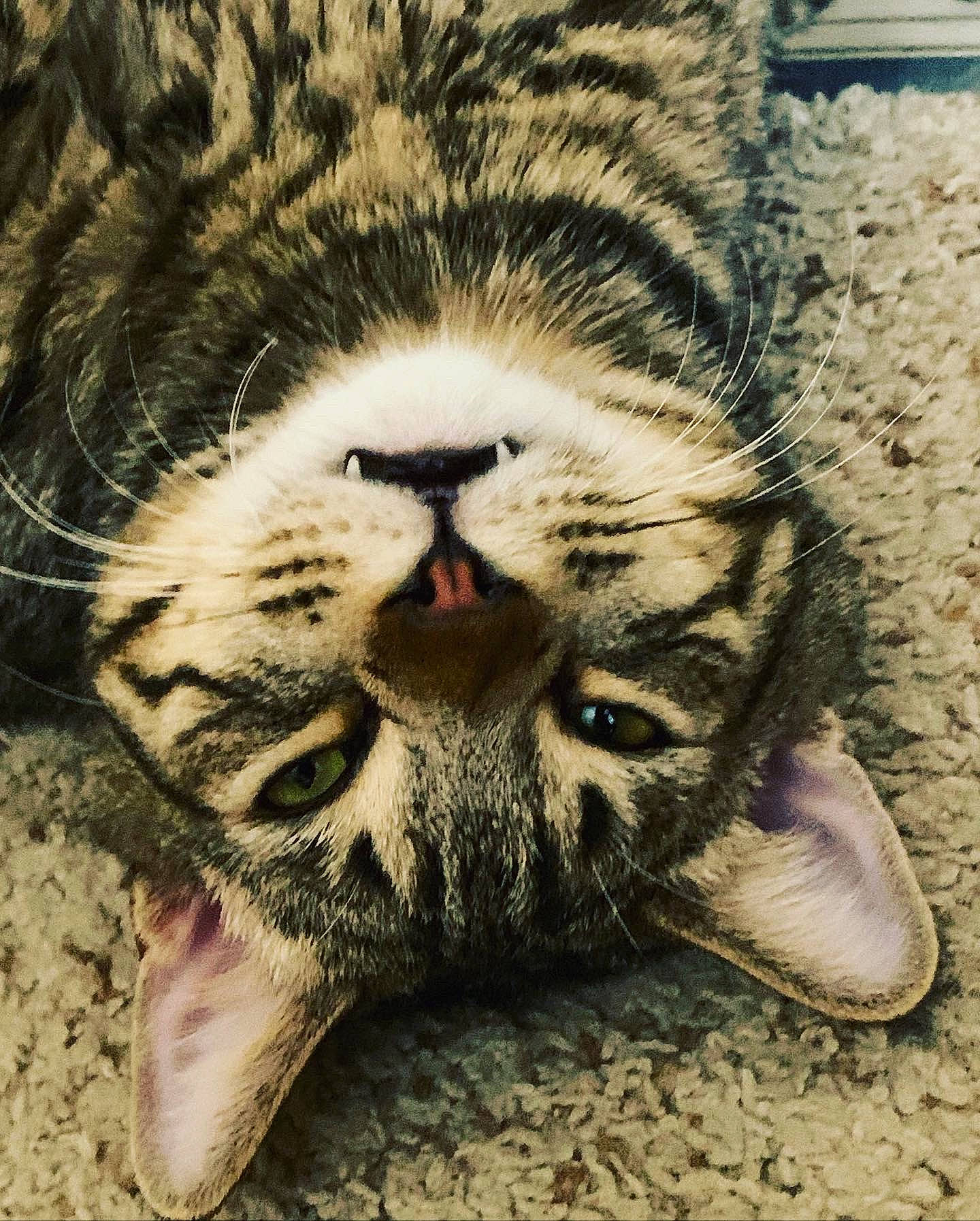 Boogie Man-boogie joined the competition — help win amazing prizes! bengal_tiger, carnivore, cat, close_up, eye, fawn, felidae, fur, head, human_body, jaw, leg, organism, paw, siberian_tiger, small_to_medium_sized_cats, snout, terrestrial_animal, whiskers, wildlife