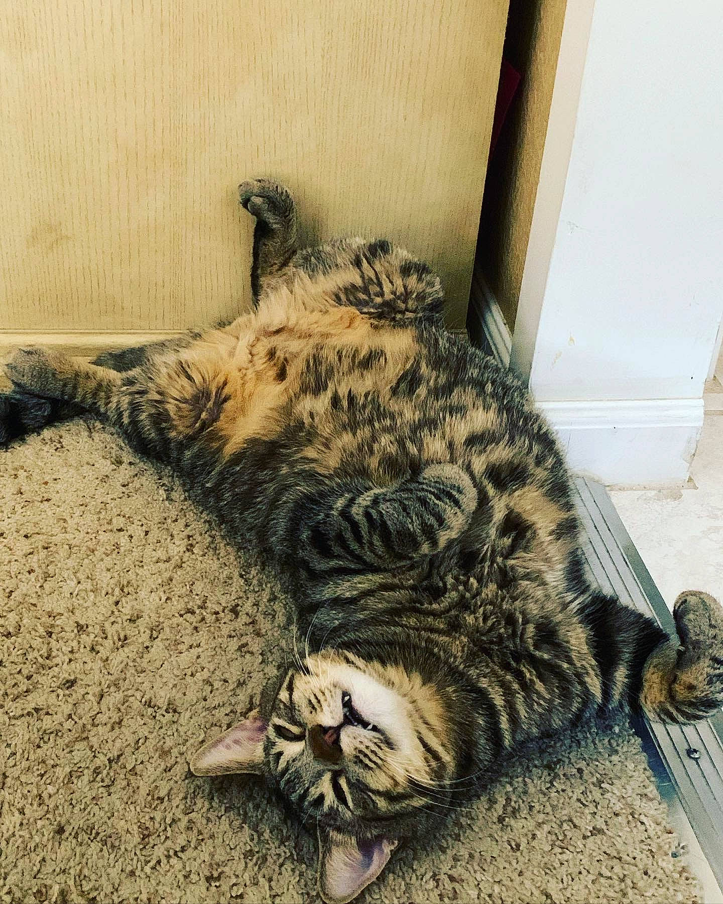 Boogie Man-boogie is registered to the contest to win money with this photo: carnivore, cat, claw, comfort, domestic_short_haired_cat, felidae, flooring, fur, metal, nap, paw, sleep, small_to_medium_sized_cats, snout, square, tail, terrestrial_animal, whiskers