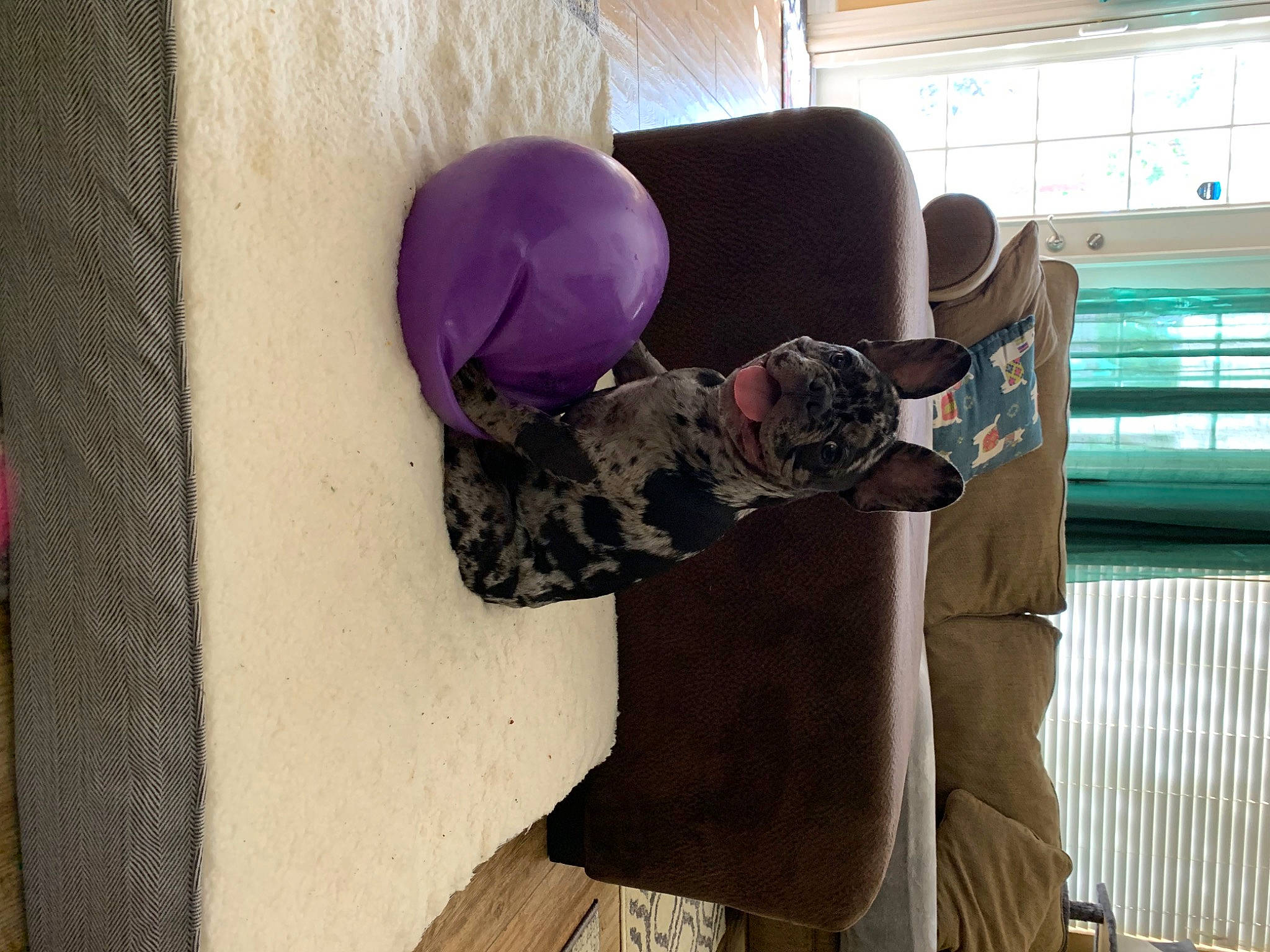 Mr. Eastwood is registered to the contest to win money with this photo: animation, art, balloon, cap, flooring, fun, fur, hat, helmet, leisure, linens, magenta, party_supply, plaster, purple, room, stuffed_toy, visual_arts, window, wood