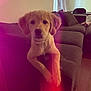 Lucy joined the competition — help win amazing prizes! dog, puppy, golden_retriever, couch, indoor, pet, animal, living_room, furniture, collar, curious, young, brown, floor, window, curtain, relaxing, domestic_animal, canine, cute