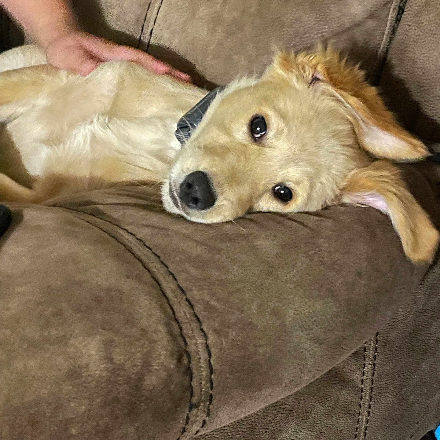 Lucy is registered to the contest to win money with this photo: animal, brown, canine, closeup, comfort, couch, cute, dog, domestic, ears, face, fur, golden_retriever, hand, indoor, lying_down, pet, puppy, relaxation, sofa