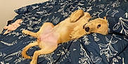 Lucy is registered to the contest to win money with this photo: dog, puppy, golden_retriever, bed, blanket, floral_pattern, lying_down, belly_up, cute, relaxed, indoor, pet, animal, fur, cozy, paw, nose, ears, comfort, sleepy
