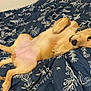 dog, puppy, golden_retriever, bed, blanket, floral_pattern, lying_down, belly_up, cute, relaxed, indoor, pet, animal, fur, cozy, paw, nose, ears, comfort, sleepy