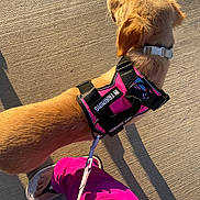Lucy joined the competition — help win amazing prizes! dog, puppy, service_dog, harness, pink, leash, person, pants, footwear, sandals, sidewalk, shadow, sunlight, outdoor, walking, canine, training, pet, animal, summer