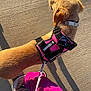 dog, puppy, service_dog, harness, pink, leash, person, pants, footwear, sandals, sidewalk, shadow, sunlight, outdoor, walking, canine, training, pet, animal, summer