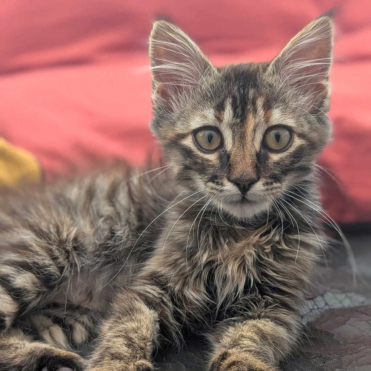 Angie participe au concours pour gagner de l'argent avec cette photo : animal, cat, closeup, curious, cute, domestic_cat, ears, feline, fur, indoor, kitten, lying_down, paws, pet, portrait, relaxed, soft_light, tabby, whiskers, young