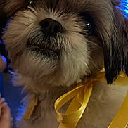 Rosie is registered to the contest to win money with this photo: dog, close_up, fluffy, yellow_ribbon, pet, indoor, animal, cute, fur, face, portrait, adorable, looking_up, domestic_animal, canine, friendly, cozy, warm_light, expression, bow