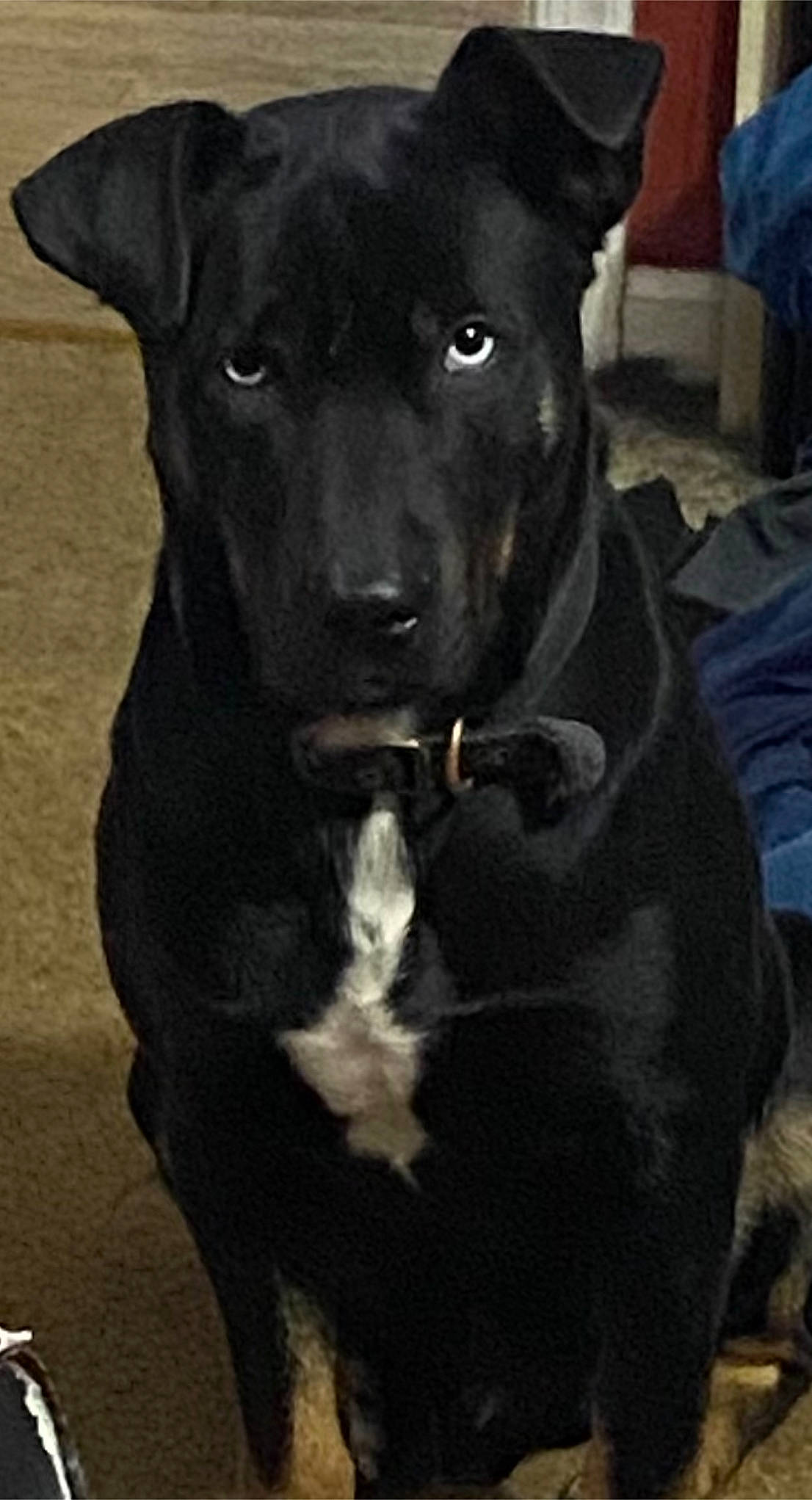 Dyson joined the competition — help win amazing prizes! borador, carnivore, companion_dog, dog, dog_breed, electric_blue, fur, pet_supply, snout, sporting_group, terrestrial_animal, whiskers, working_animal