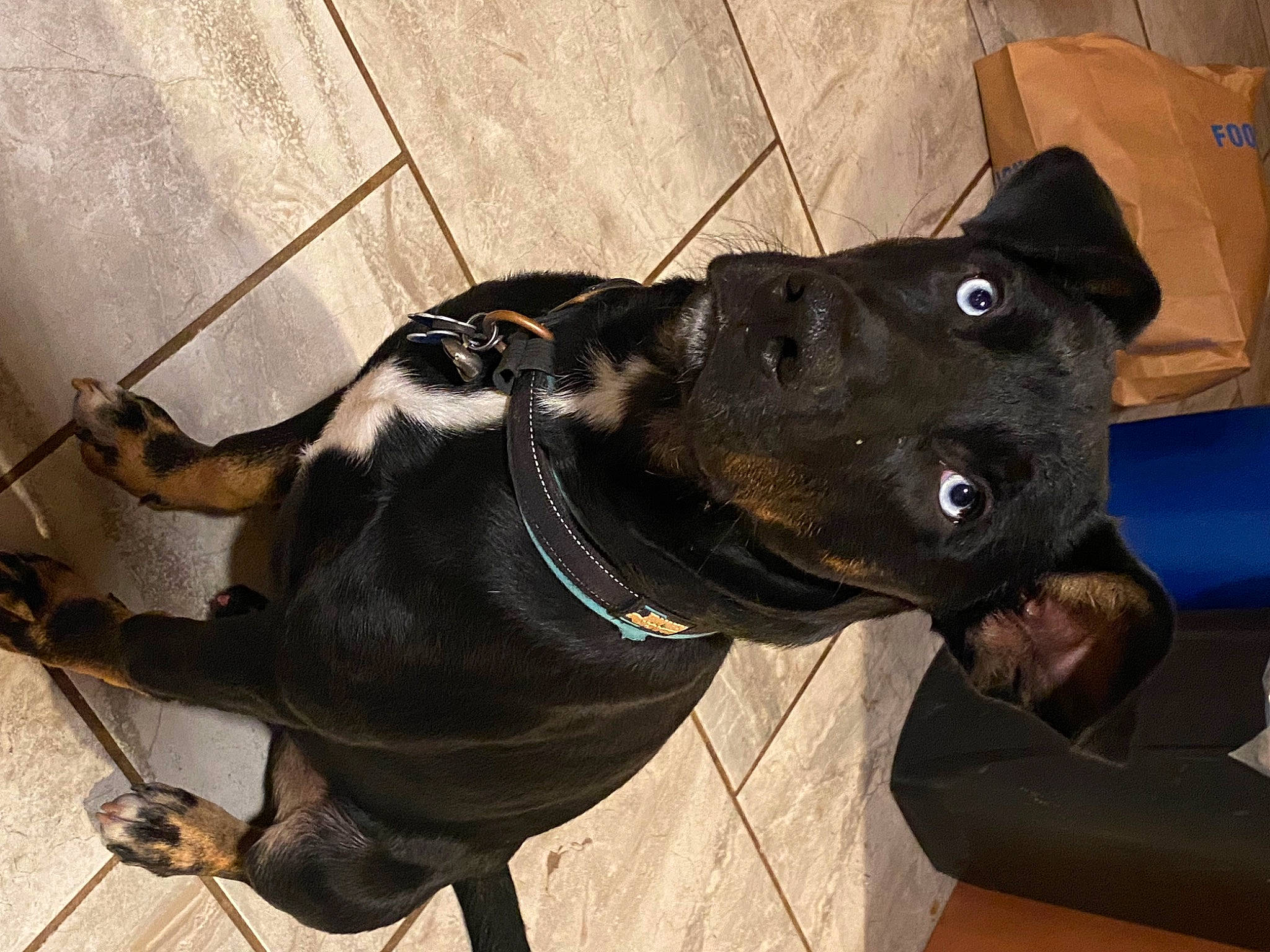 Dyson joined the competition — help win amazing prizes! canidae, carnivore, collar, companion_dog, dog, dog_breed, dog_collar, ear, electric_blue, fashion_accessory, fawn, guard_dog, leash, liver, pet_supply, snout, sporting_group, whiskers, window, working_animal