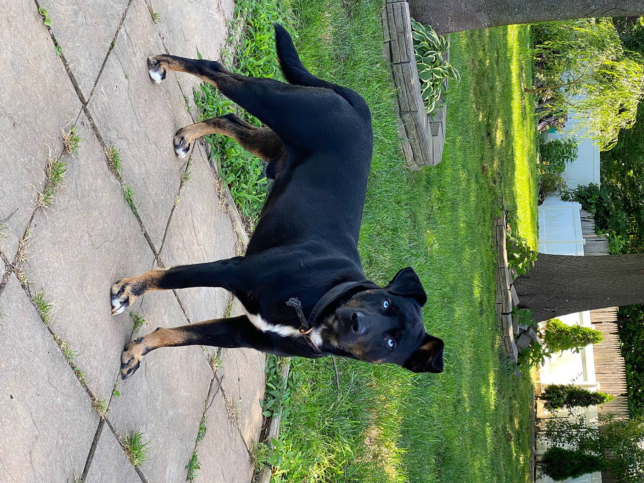 Dyson joined the competition — help win amazing prizes! art, canidae, carnivore, companion_dog, dog, dog_breed, dog_collar, dog_supply, fawn, grass, guard_dog, pet_supply, plant, snout, sporting_group, tail, tree, trunk, working_animal, working_dog