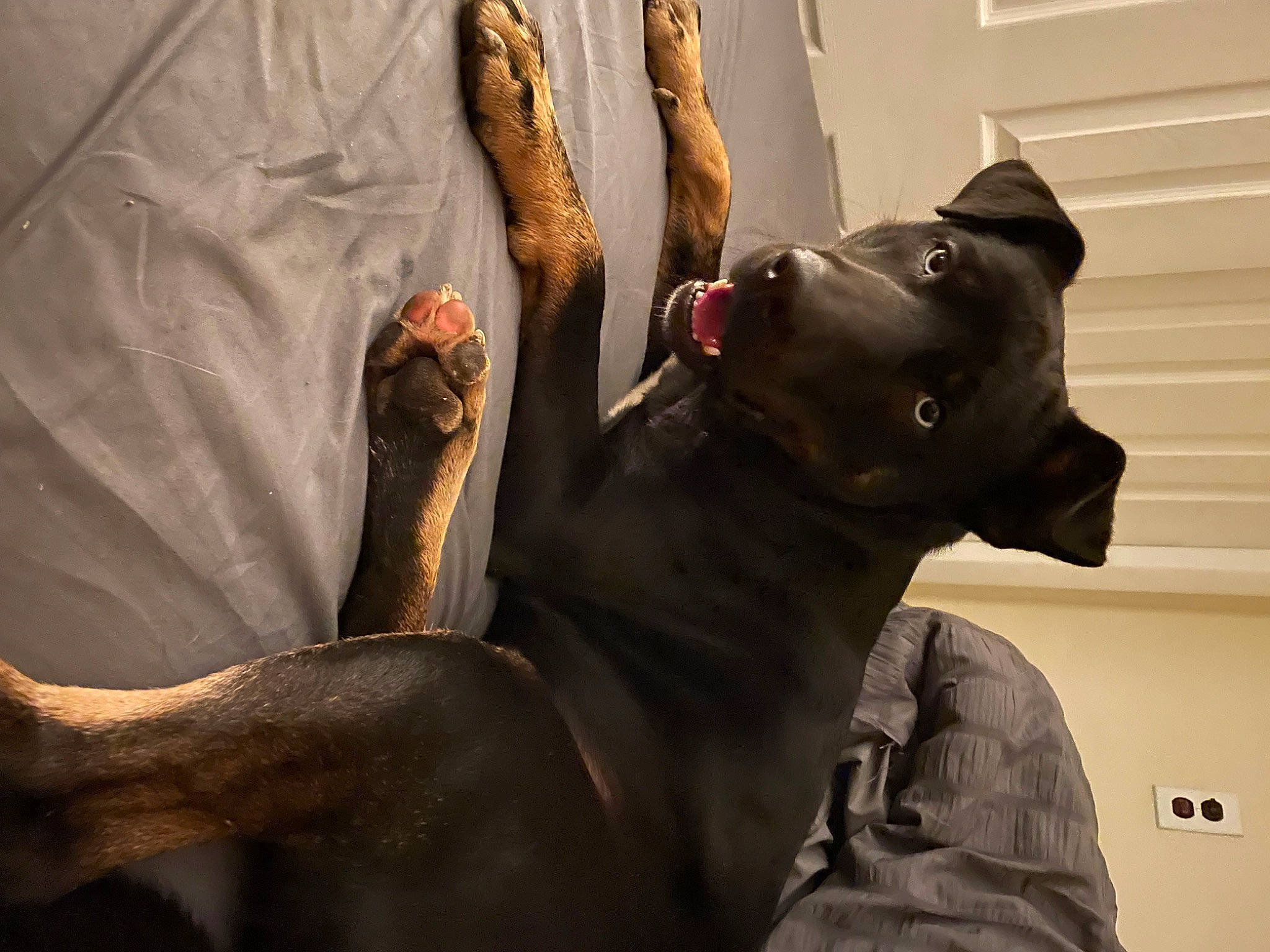 Dyson joined the competition — help win amazing prizes! art, canidae, carnivore, comfort, companion_dog, dog, dog_breed, dress, fawn, felidae, fur, gesture, grey, human_leg, jaw, sculpture, small_to_medium_sized_cats, sporting_group, whiskers, working_animal