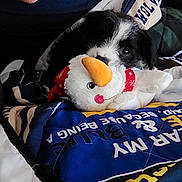 Pepper Marcum is registered to the contest to win money with this photo: animal, black_and_white, blanket, colorful, cozy, cute, dog, fabric, fur, indoor, lying_down, nose, pet, playful, plush, puppy, resting, snowman, soft_toy, toy