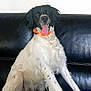 dog, black_and_white, orange_collar, tongue_out, sitting, leather_couch, indoor, pet, happy, canine, fur, animal, friendly, companion, portrait, household, cute, domestic, relaxed, looking_at_camera