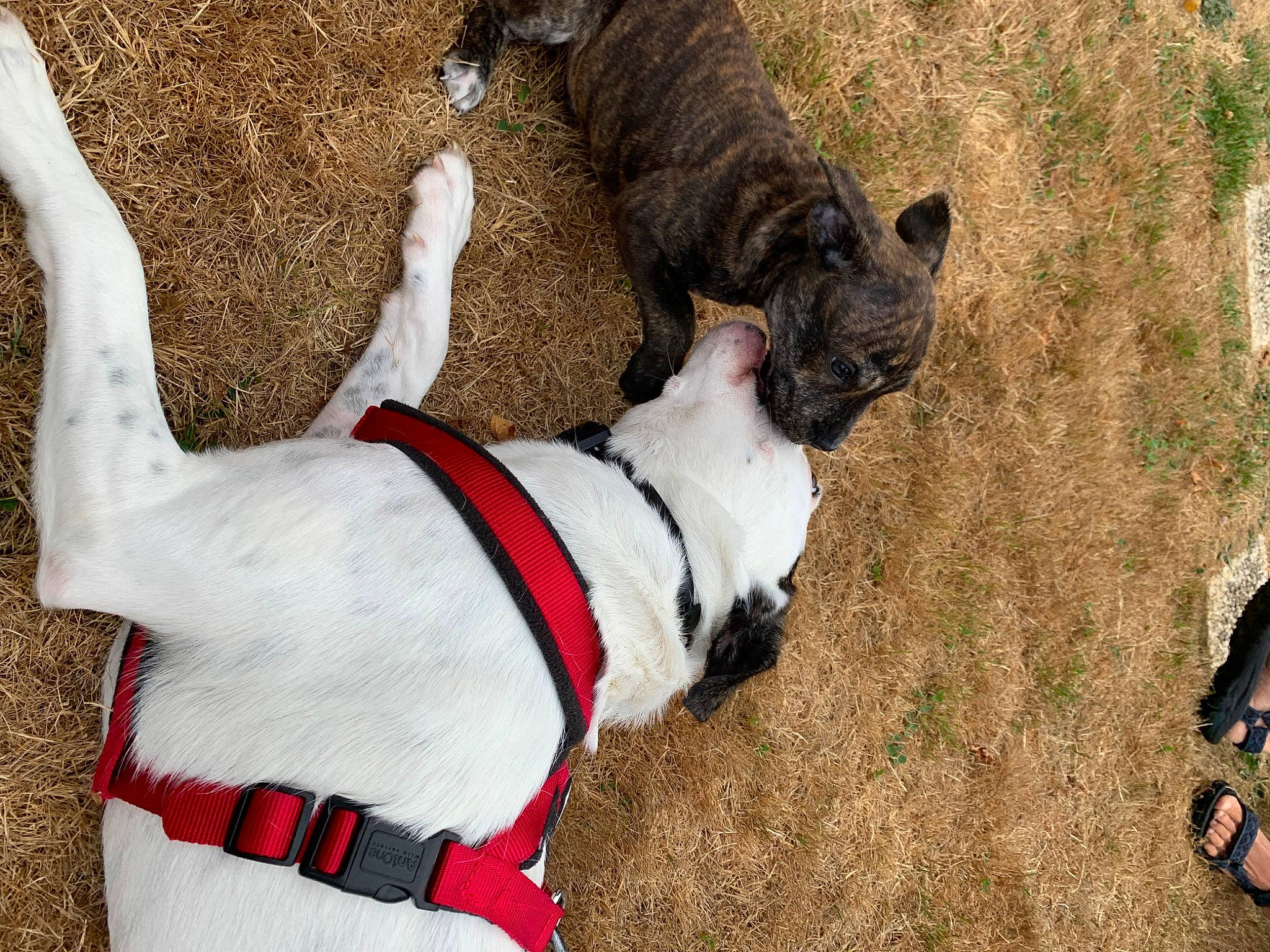 Shanna a rejoint le concours — aidez-le/la à gagner de superbes lots ! canidae, carmine, carnivore, collar, companion_dog, dog, dog_breed, dog_clothes, dog_collar, dog_supply, fashion_accessory, fawn, fur, leash, pet_supply, snout, sporting_group, tail, vertebrate, working_animal