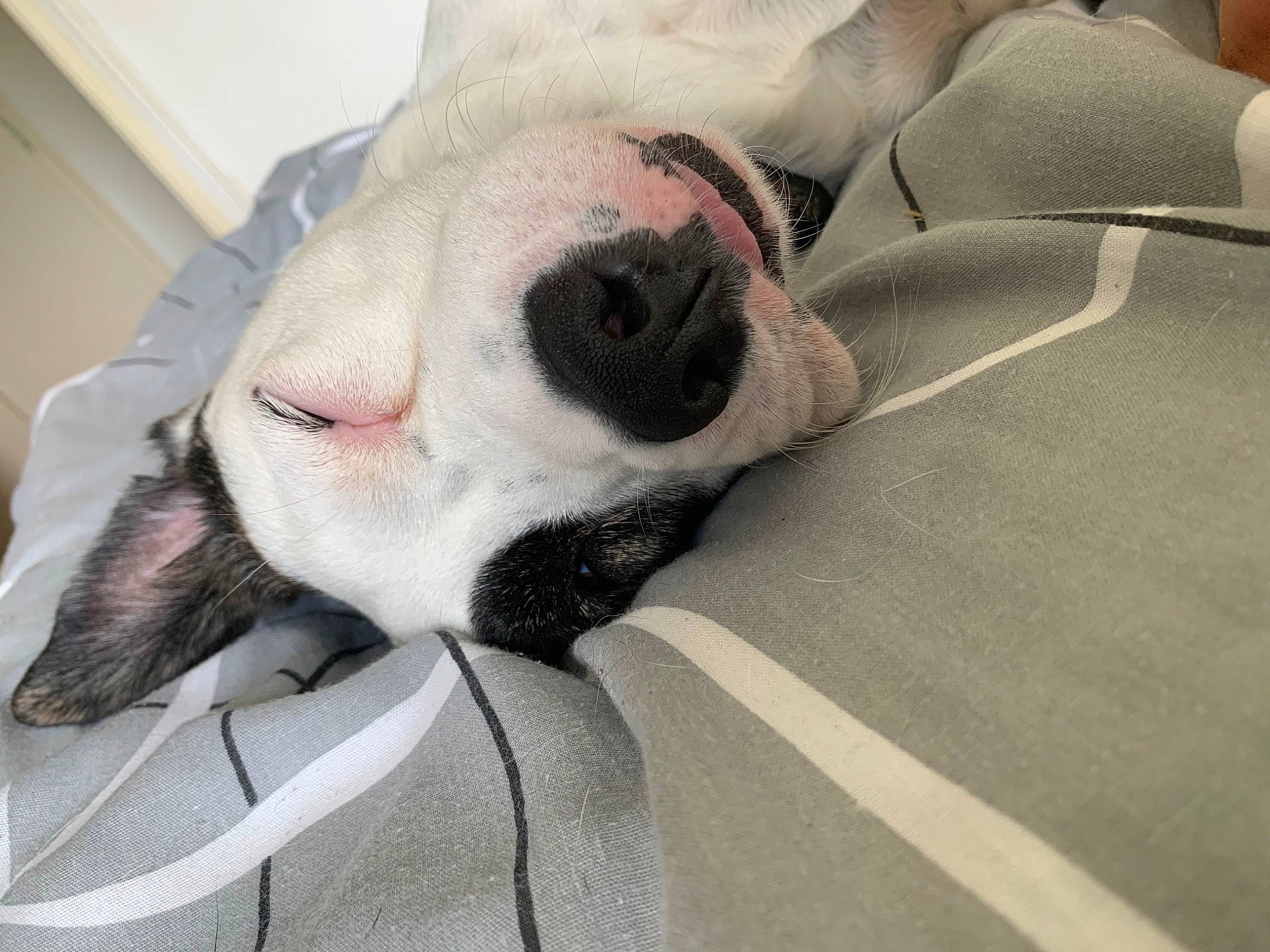 Shanna participe au concours pour gagner de l'argent avec cette photo : canidae, carmine, carnivore, collar, comfort, companion_dog, dog, dog_breed, fawn, fur, grey, head, linens, nap, snout, sporting_group, terrestrial_animal, textile, whiskers, working_animal