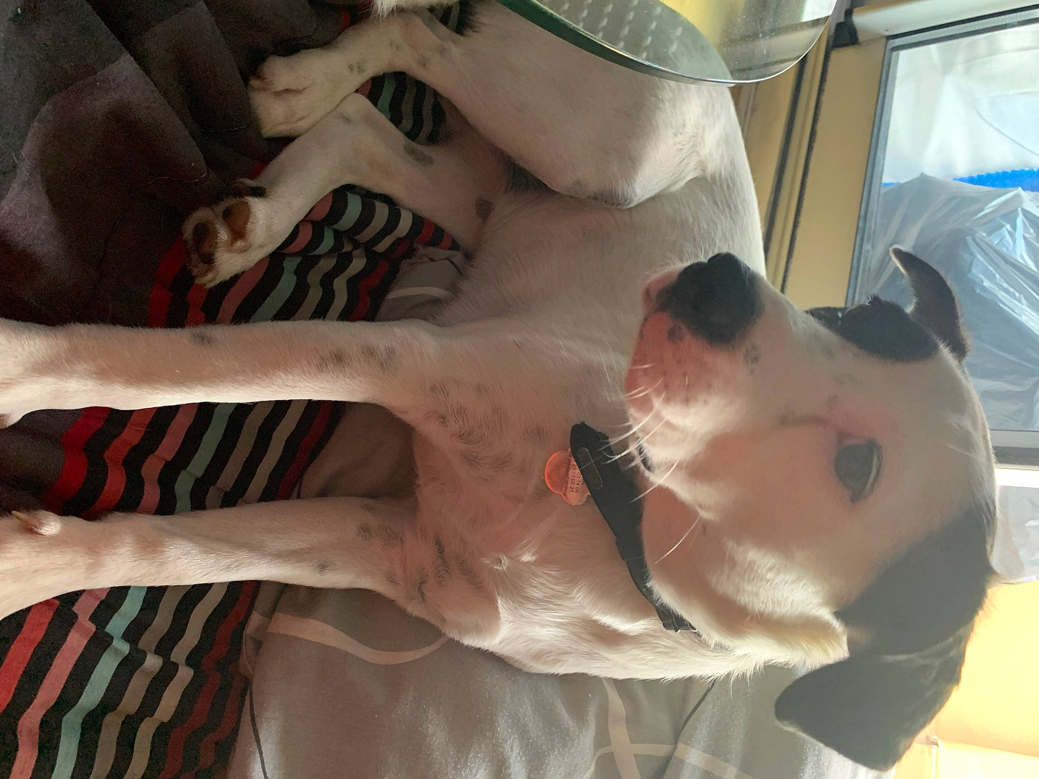 Shanna a rejoint le concours — aidez-le/la à gagner de superbes lots ! abdomen, carnivore, chest, comfort, companion_dog, elbow, fawn, finger, flesh, fur, human_leg, jaw, knee, leg, mouth, neck, snout, thumb, trunk, wrist