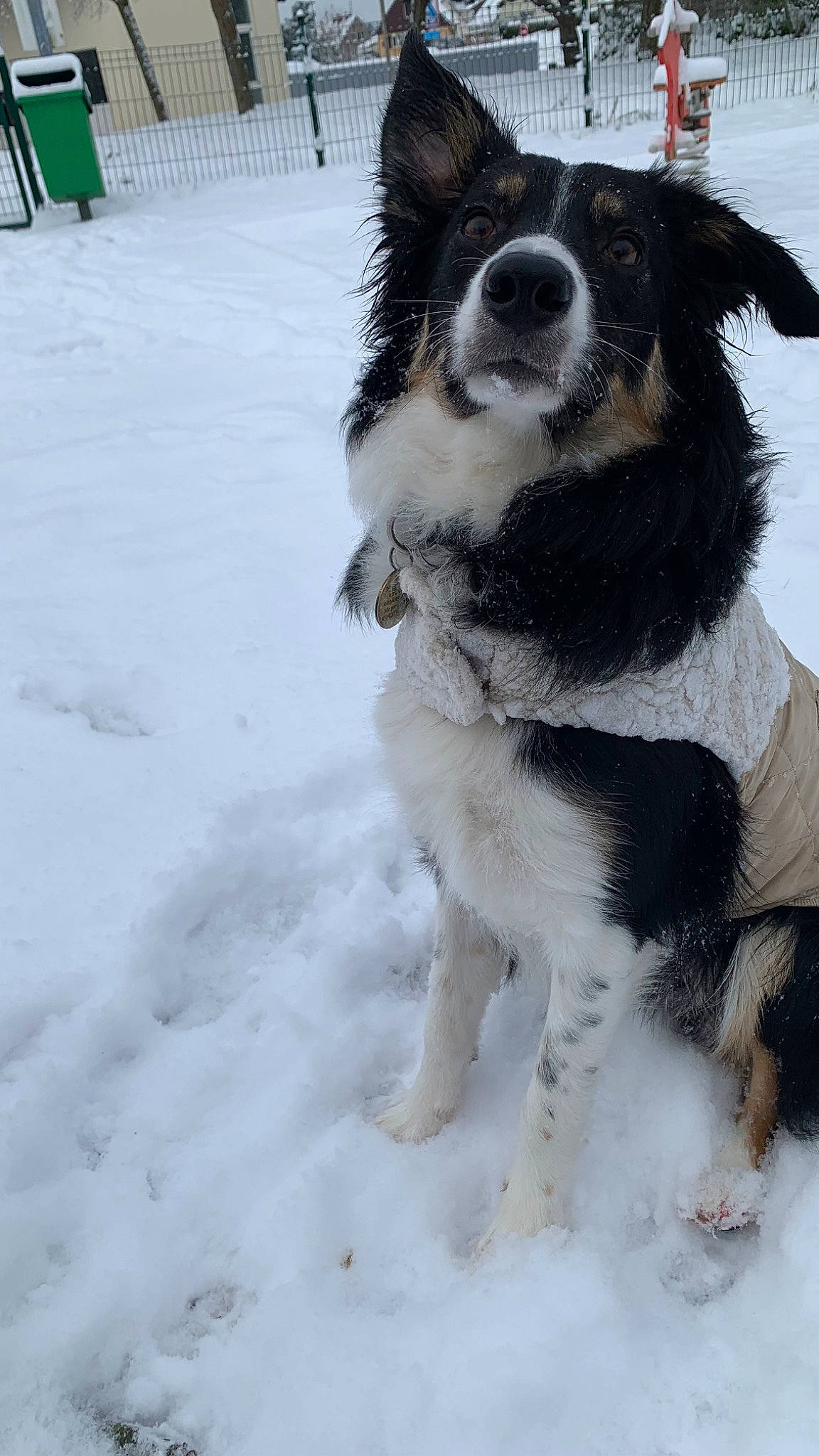 Snow a rejoint le concours — aidez-le/la à gagner de superbes lots ! ancient_dog_breeds, canidae, carnivore, collar, companion_dog, dog, dog_breed, dog_collar, dog_supply, freezing, fur, gun_dog, herding_dog, mcnab, snout, snow, tail, winter, working_animal, working_dog