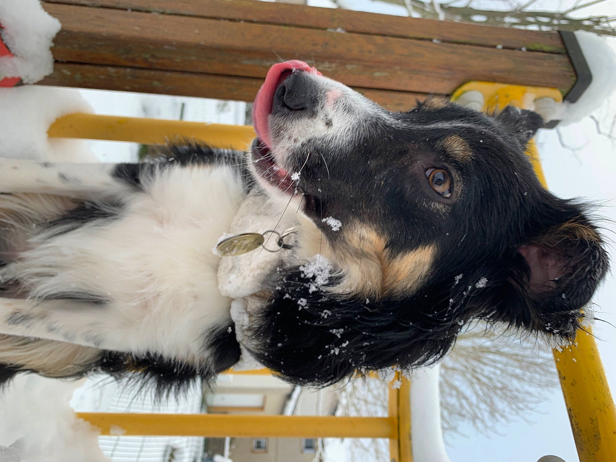 Snow a rejoint le concours — aidez-le/la à gagner de superbes lots ! carnivore, collar, companion_dog, dog, dog_breed, dog_collar, dog_supply, fur, giant_dog_breed, guard_dog, herding_dog, natural_material, paw, pet_supply, snow, tail, working_animal, working_dog