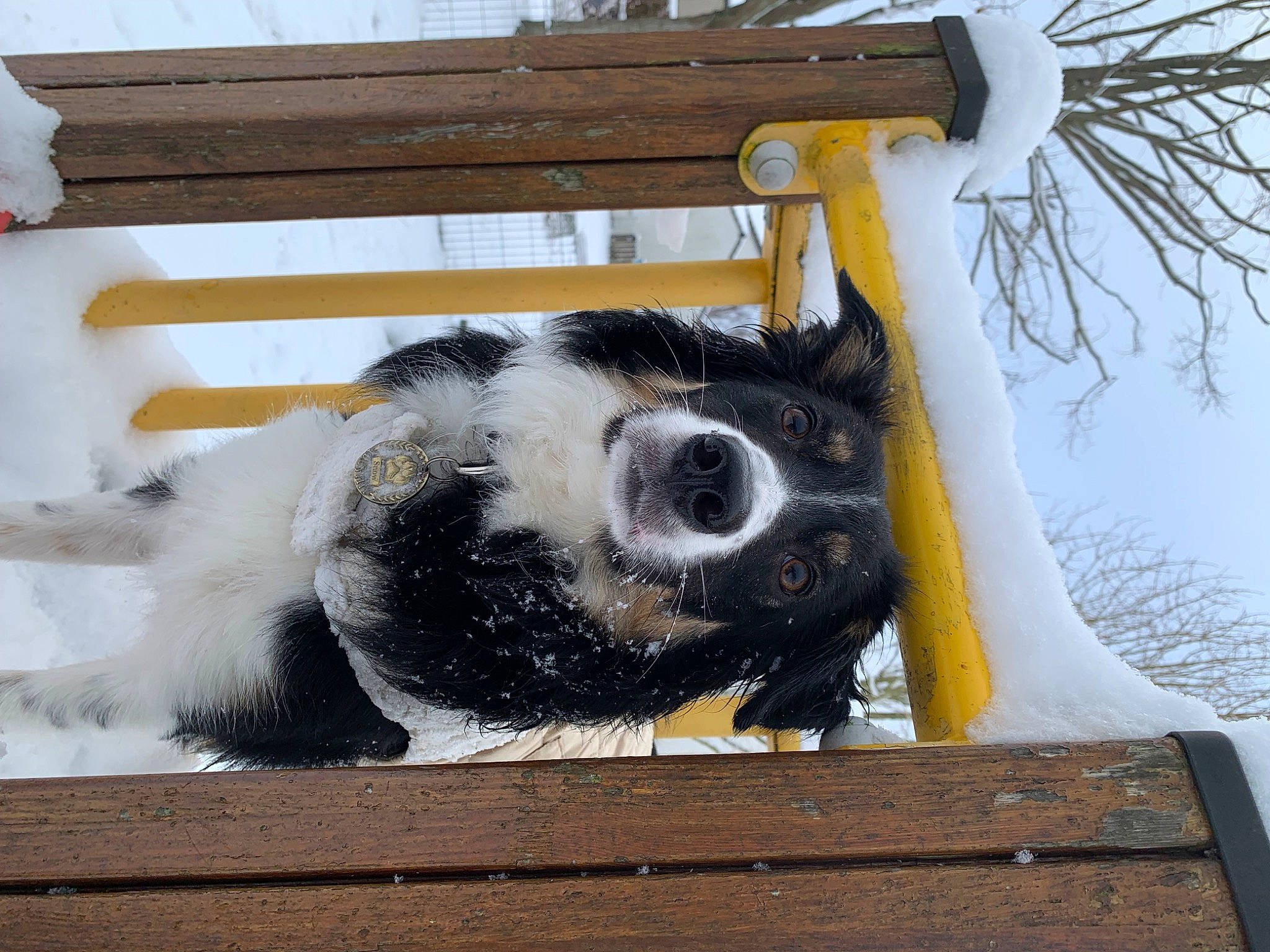 Snow a rejoint le concours — aidez-le/la à gagner de superbes lots ! carnivore, freezing, fur, natural_material, snout, snow, terrestrial_animal, tree, twig, winter, wood