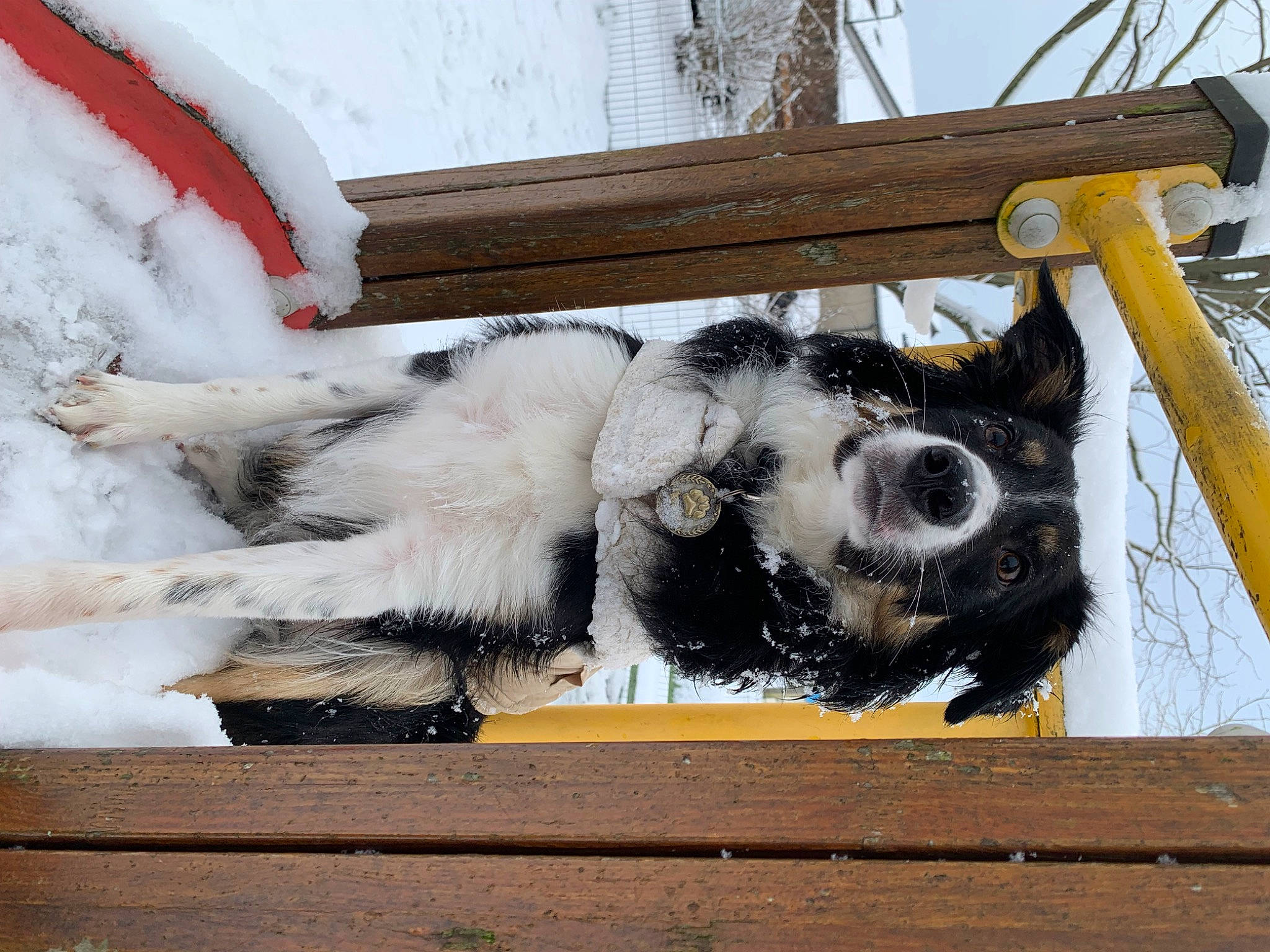 Snow a rejoint le concours — aidez-le/la à gagner de superbes lots ! canidae, dog_breed, fawn, fur, mammal, natural_material, paw, snow, sporting_group, tail, terrestrial_animal, twig, vertebrate, window, winter, wood, working_animal