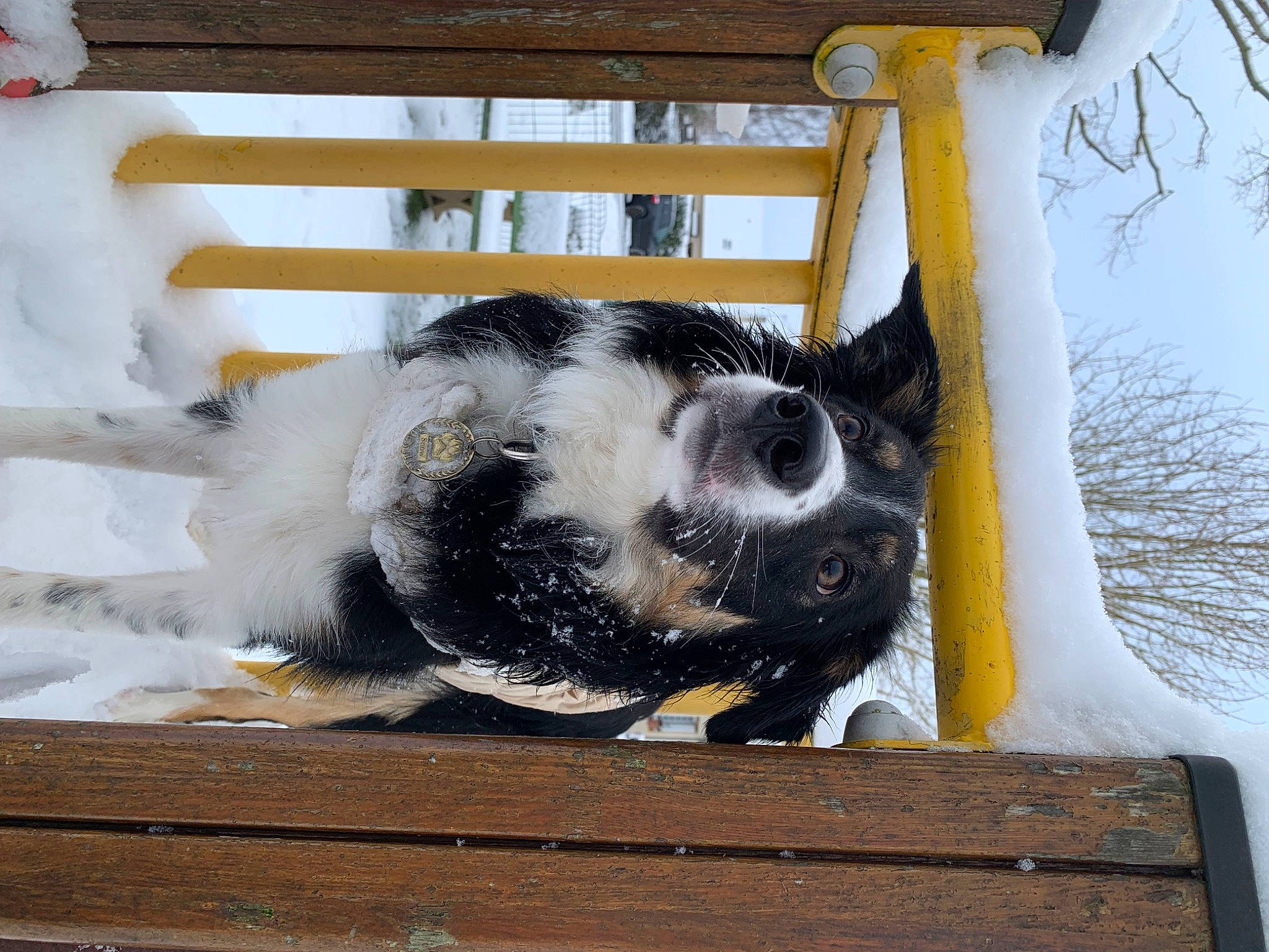 Snow a rejoint le concours — aidez-le/la à gagner de superbes lots ! carnivore, dog_breed, fur, snout, snow, sporting_group, tail, twig, winter, wood, working_animal