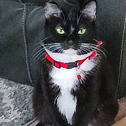 Remy is registered to the contest to win money with this photo: cat, tuxedo_cat, green_eyes, red_collar, whiskers, sitting, carpet, indoor, pet, feline, black_and_white, looking_at_camera, domestic_animal, fur, animal, close_up, household, curious, portrait, resting
