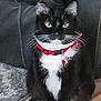cat, tuxedo_cat, green_eyes, red_collar, whiskers, sitting, carpet, indoor, pet, feline, black_and_white, looking_at_camera, domestic_animal, fur, animal, close_up, household, curious, portrait, resting
