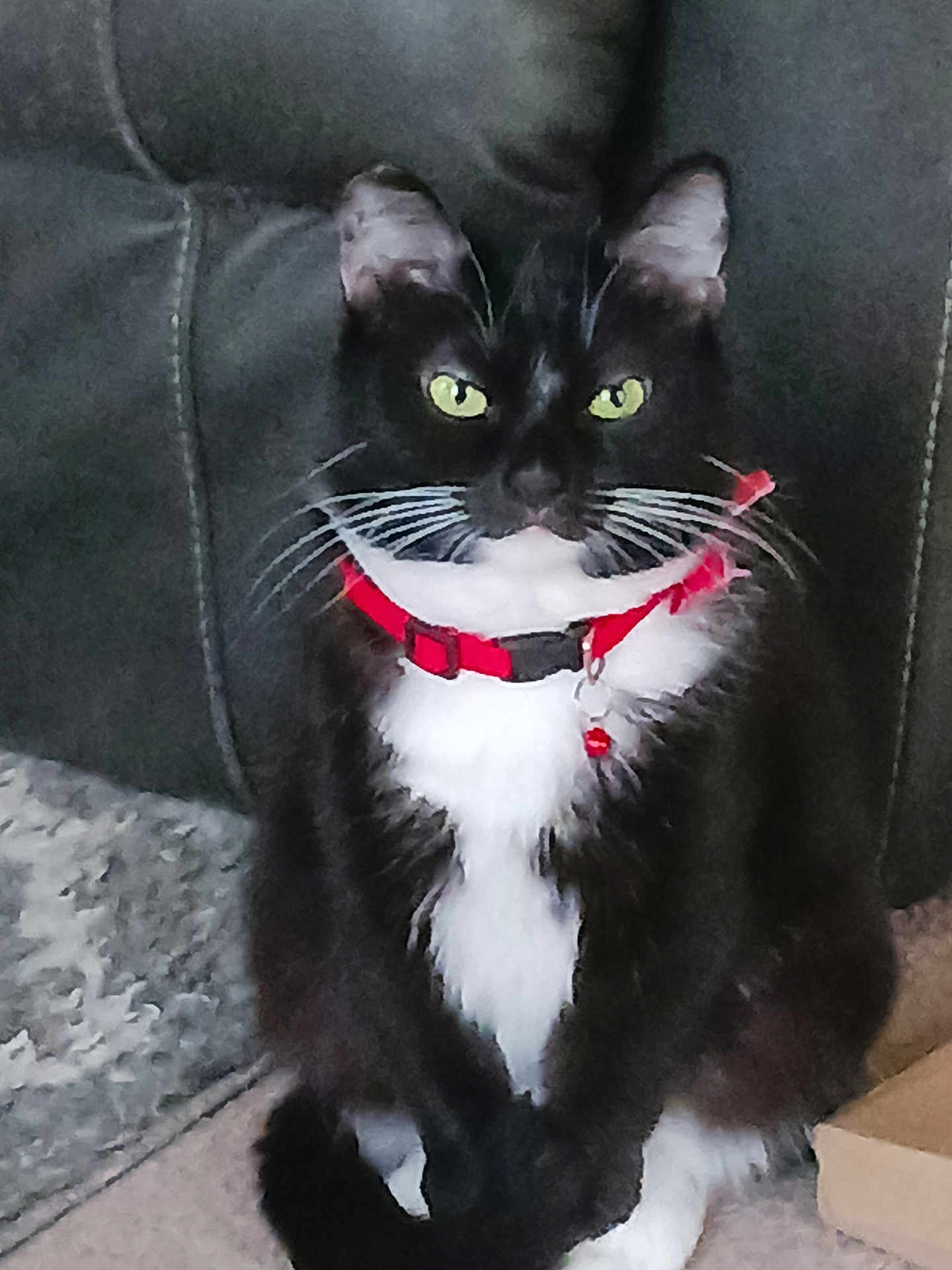 Remy is registered to the contest to win money with this photo: cat, tuxedo_cat, green_eyes, red_collar, whiskers, sitting, carpet, indoor, pet, feline, black_and_white, looking_at_camera, domestic_animal, fur, animal, close_up, household, curious, portrait, resting