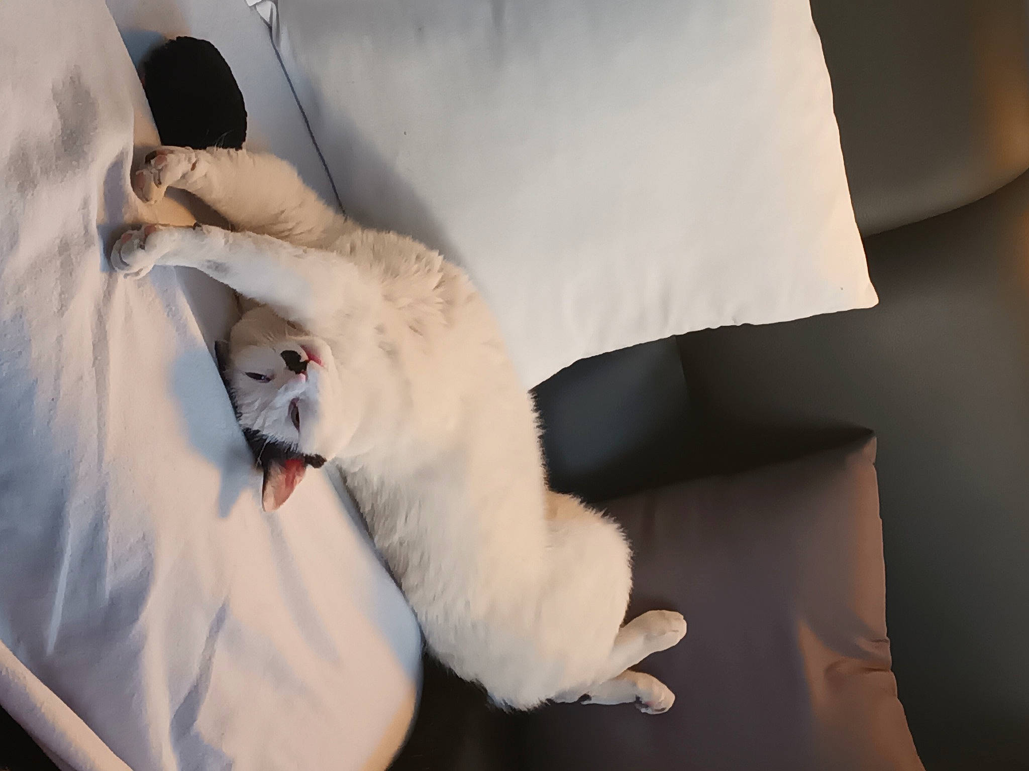 Sherlock a rejoint le concours — aidez-le/la à gagner de superbes lots ! bedding, carnivore, cat, comfort, companion_dog, couch, domestic_short_haired_cat, felidae, formal_wear, fur, linens, nap, paper, paper_product, paw, pillow, room, small_to_medium_sized_cats, tail, whiskers