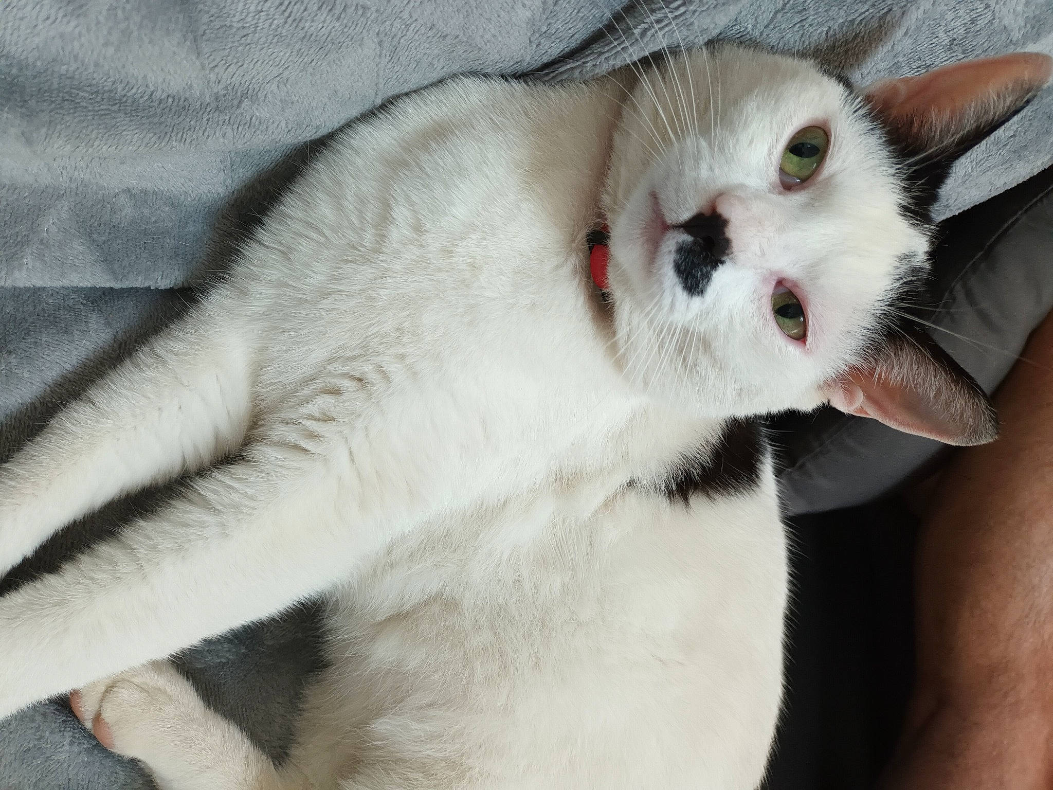 Sherlock a rejoint le concours — aidez-le/la à gagner de superbes lots ! carnivore, cat, claw, comfort, domestic_short_haired_cat, ear, fawn, felidae, fur, paw, small_to_medium_sized_cats, snout, tail, terrestrial_animal, whiskers