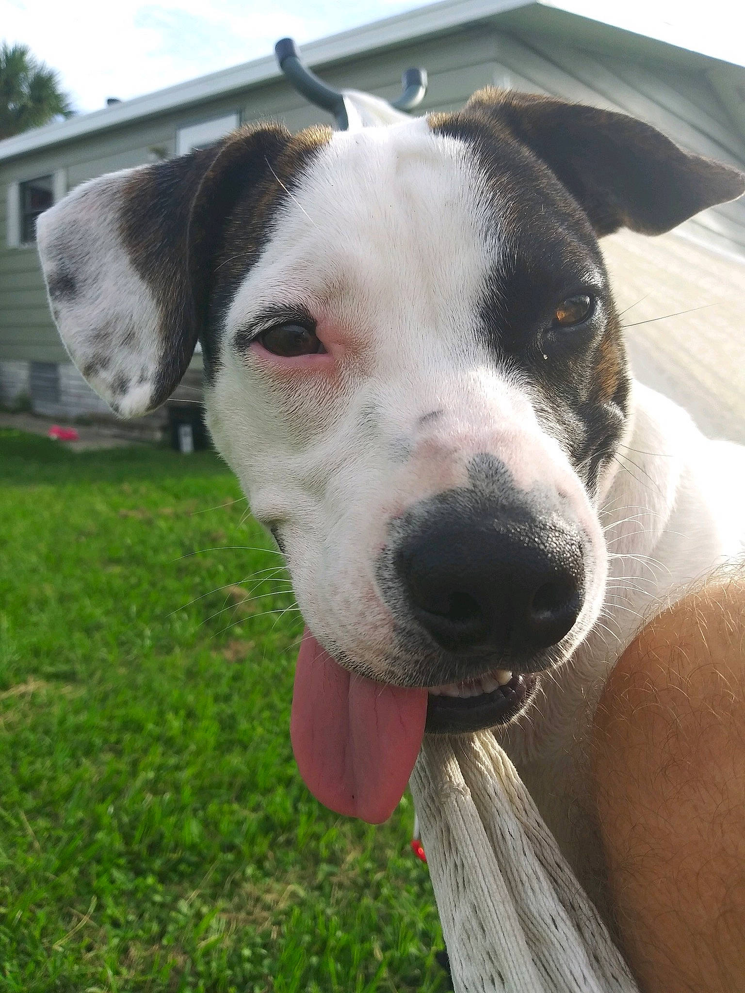 Callie joined the competition — help win amazing prizes! canidae, carnivore, cloud, collar, companion_dog, dog, dog_breed, dog_collar, fawn, grass, head, hunting_dog, non_sporting_group, sky, sporting_group, tree, whiskers, working_animal, working_dog