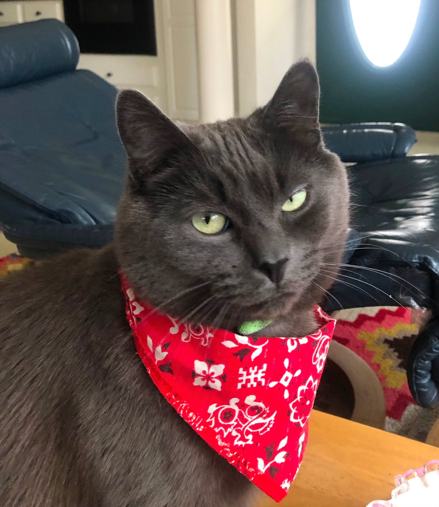 Zander Cat is registered to the contest to win money with this photo: black_cat, carmine, carnivore, cat, cat_supply, christmas, collar, comfort, domestic_short_haired_cat, event, felidae, fur, holiday, pattern, small_to_medium_sized_cats, snout, tail, television, whiskers, window